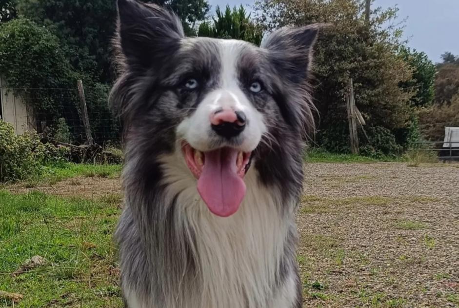 Vermisstmeldung Hund  Männliche , 4 jahre Lamothe Frankreich