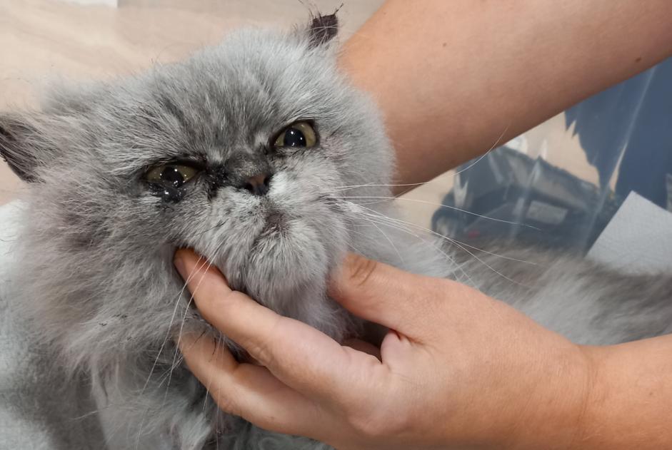 Fundmeldung Katze  Unbekannt Eysines Frankreich