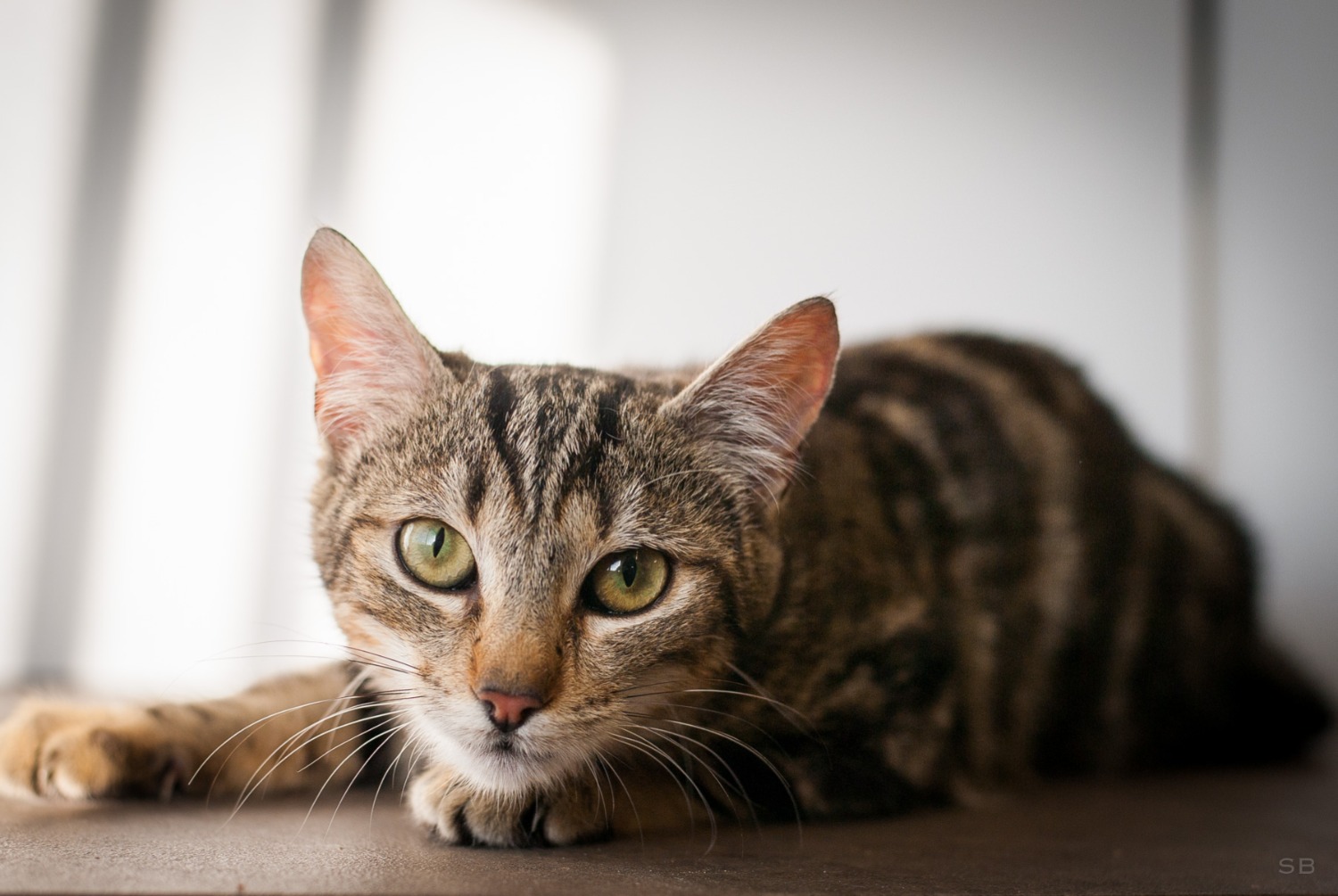 Vermisstmeldung Katze  Weiblich , 2 jahre Saint-Egrève Frankreich