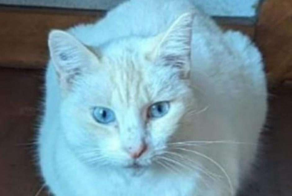 Disappearance alert Cat Male , 6 years Dax France