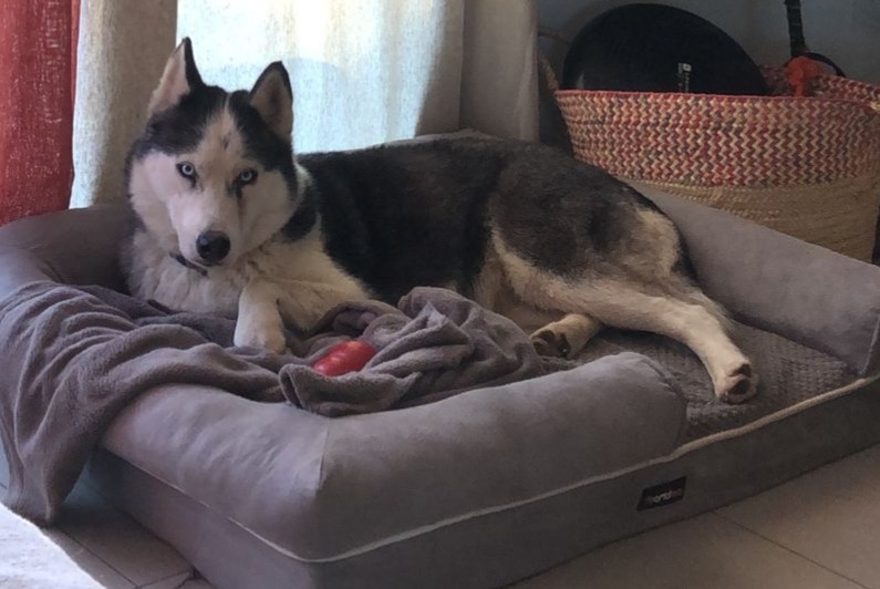 Alerta de Hallazgo Perro cruce Hembra Saint-Vincent-de-Barbeyrargues Francia