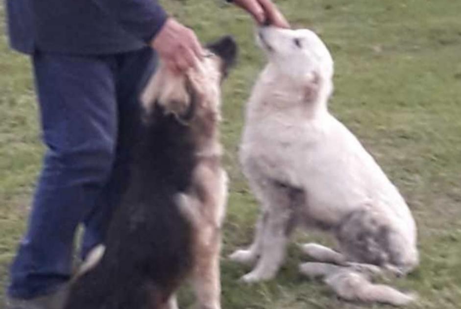 Alerta de Hallazgo Perro Desconocido Momuy Francia