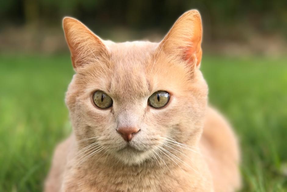 Alerte Disparition Chat Mâle , 13 ans Saint-André-des-Eaux France