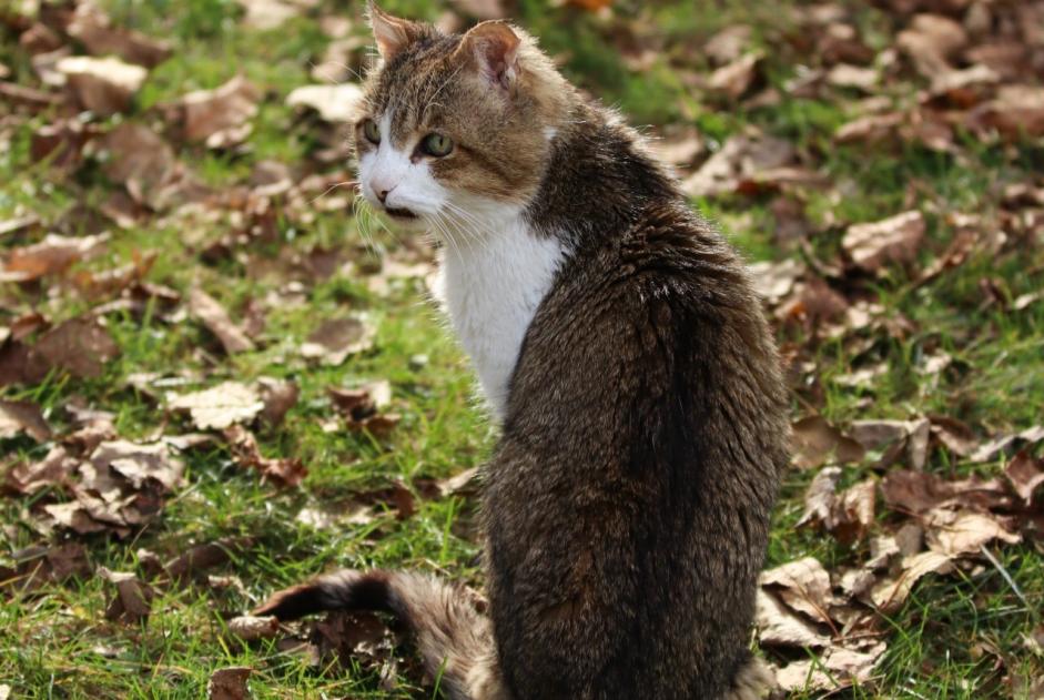 Avviso scomparsa Gatto  Maschio , 18 anni Dolus-d'Oléron Francia