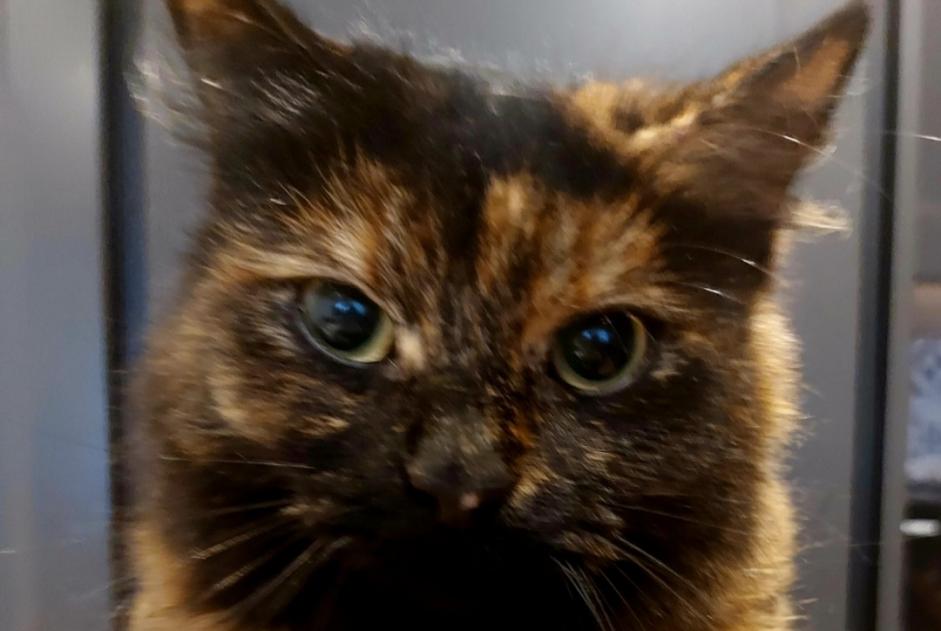 Avviso scomparsa Gatto Femmina , 3 anni Saint-Thomas-de-Conac Francia