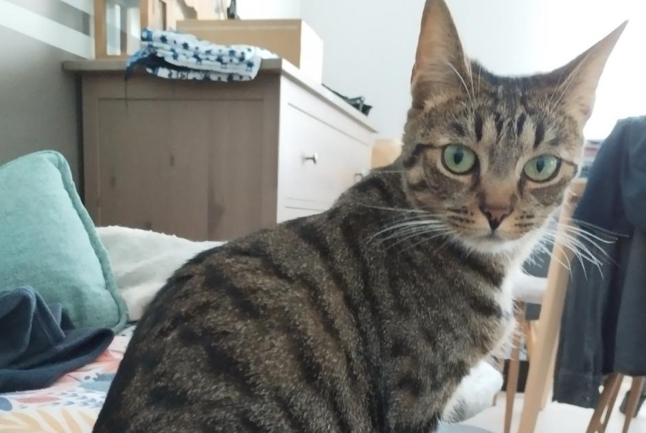 Avviso scomparsa Gatto Femmina , 2 anni La Montagne Francia