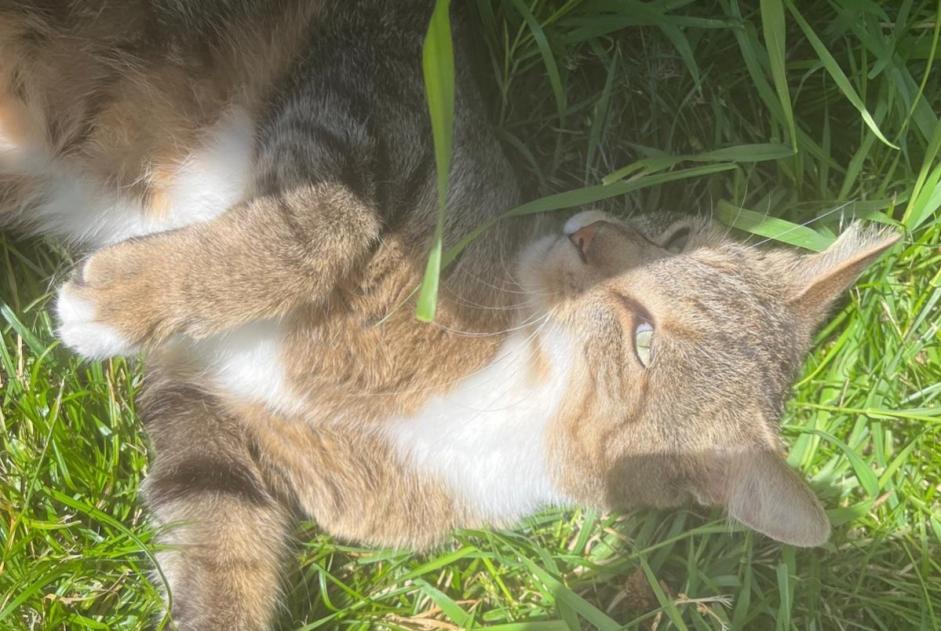 Avviso scomparsa Gatto Maschio , 5 anni Pont-Saint-Martin Francia