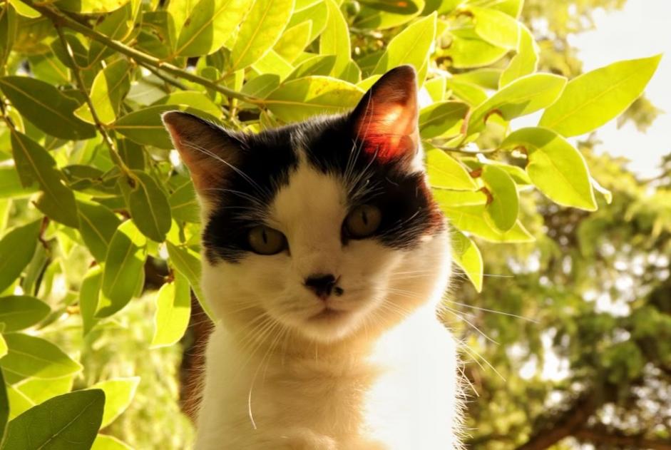 Avviso scomparsa Gatto Femmina , 8 anni Orléans Francia