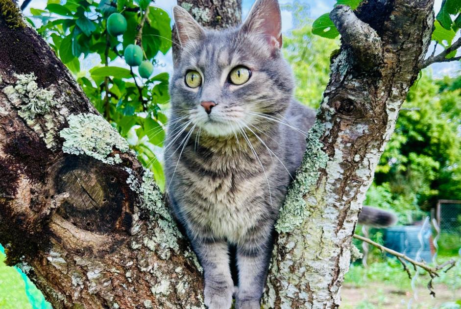 Avviso scomparsa Gatto Femmina , 5 anni Saint-Jean-de-Braye Francia