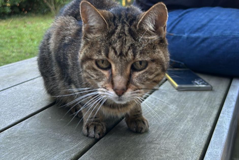 Avviso Ritrovamento Gatto Non conosciuta Biarritz Francia