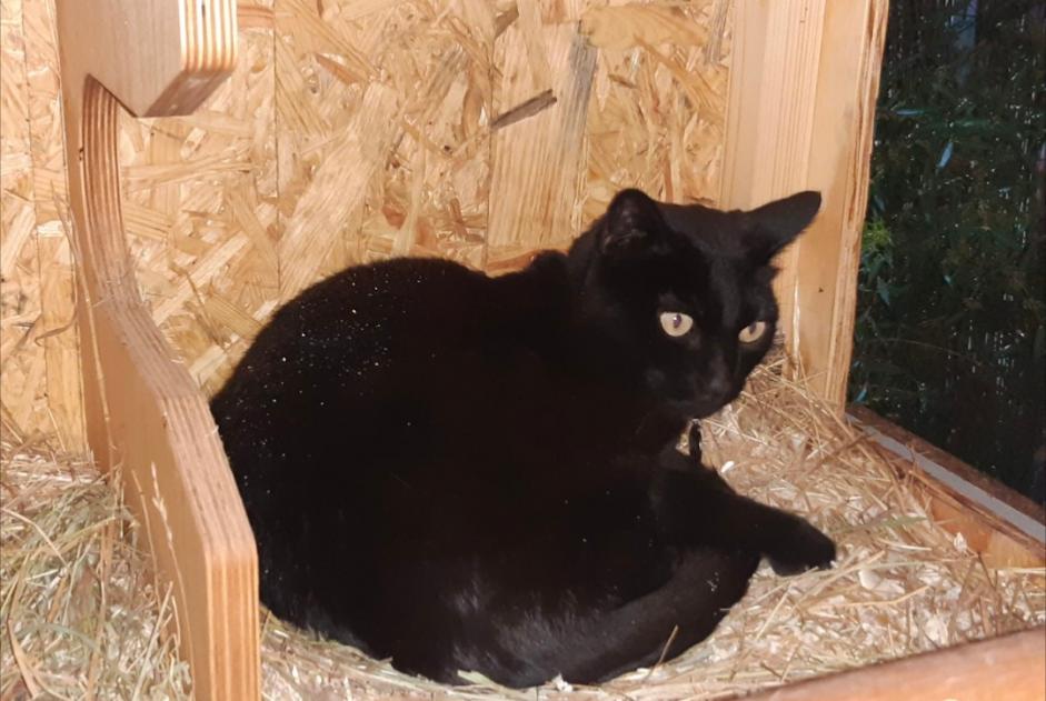 Alerta desaparecimento Gato Macho , 8 anos Les Matelles France