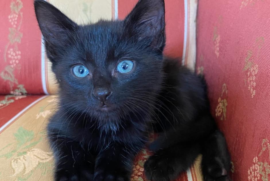 Alerta desaparecimento Gato Macho , 1 anos Chambon-la-Forêt France