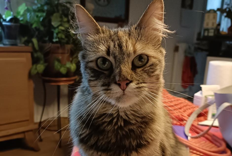 Alerta descoberta Gato Fêmea Valenciennes France